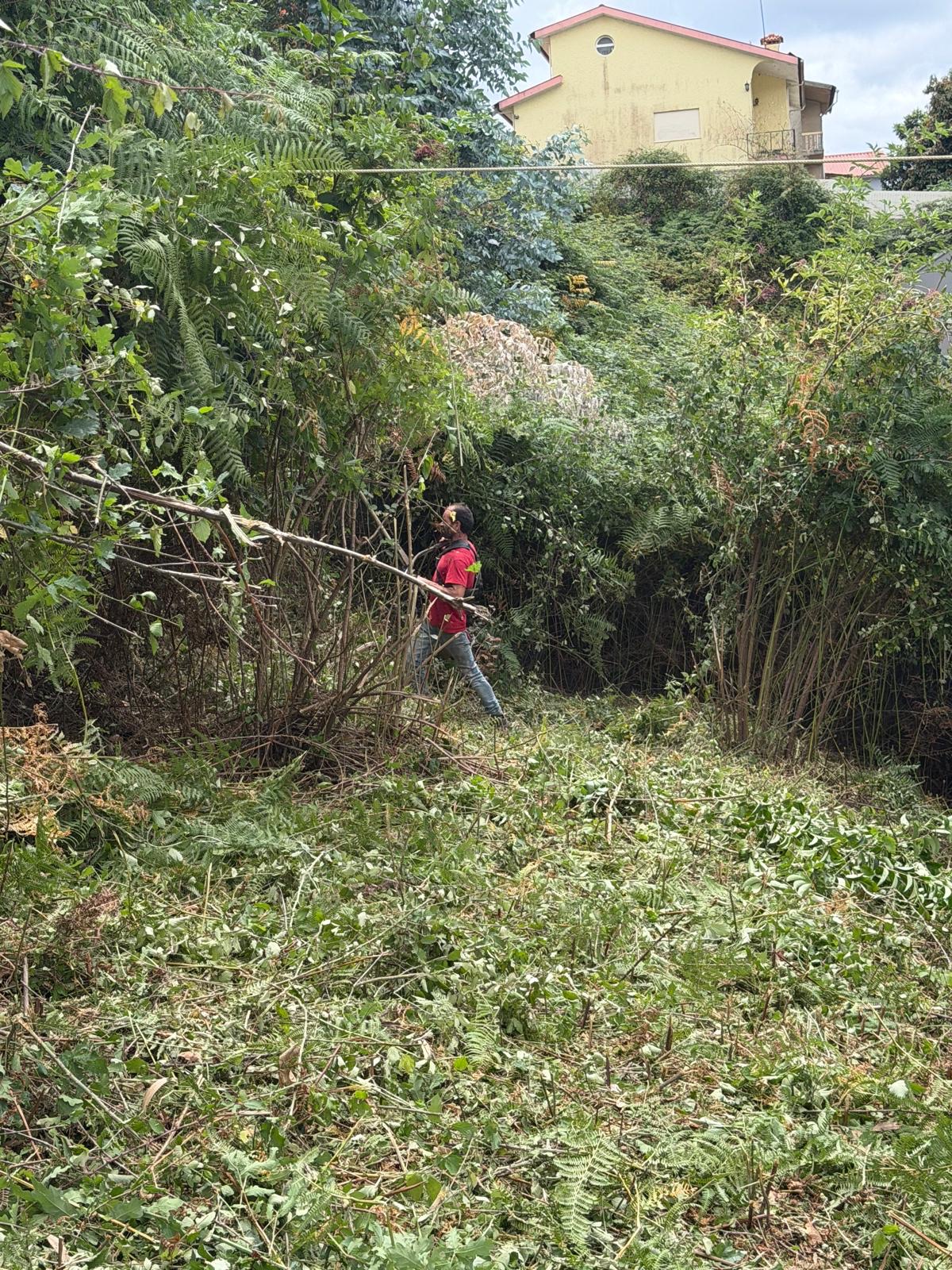 Trabalho de limpeza e desmatação num terreno com vegetação densa